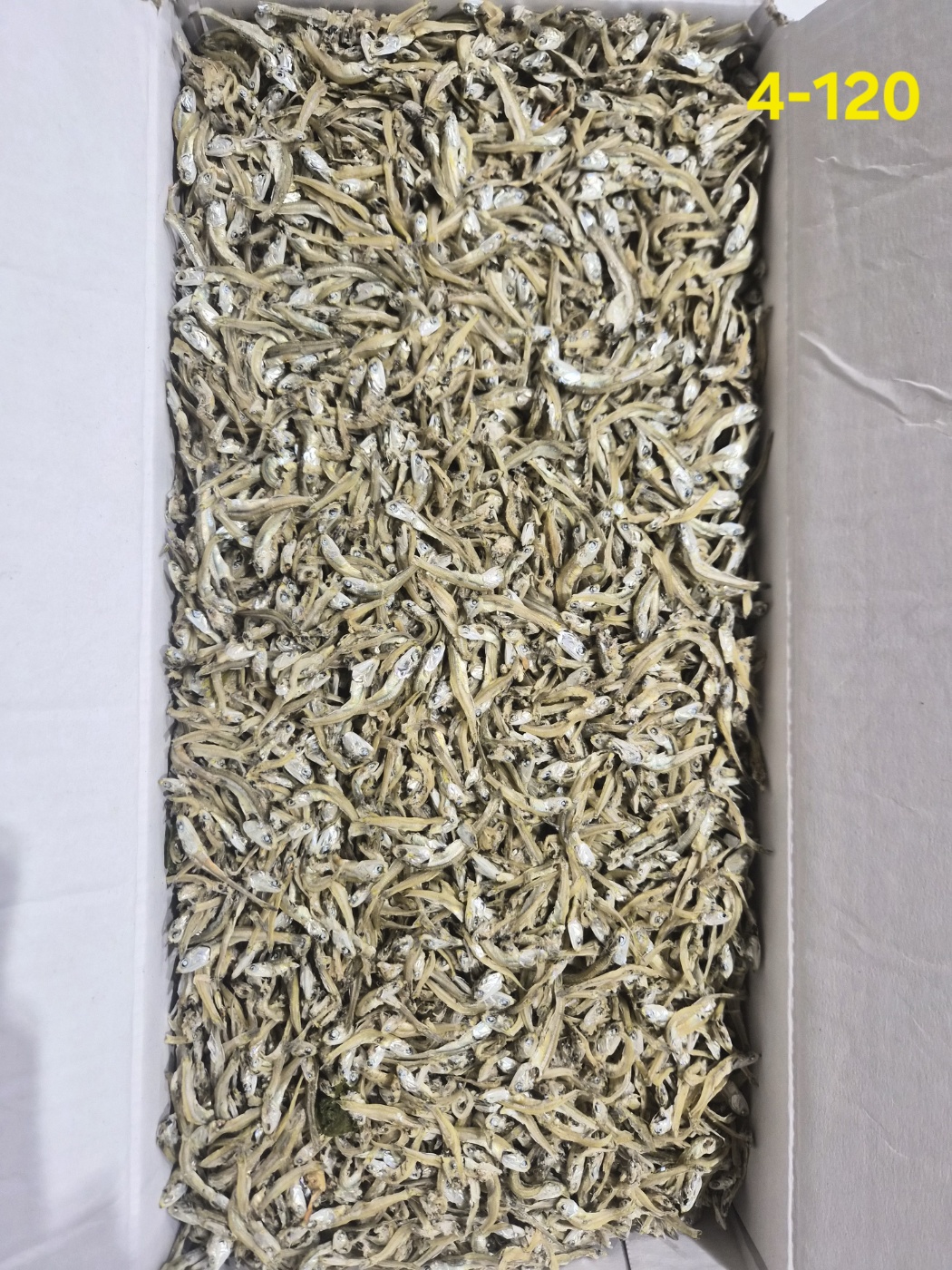 가이리 중1.5kg 4-120